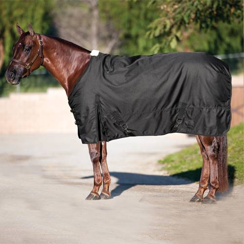 A Brown Horse in a Black Winter Blanket