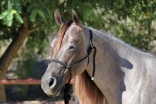 Rope halter