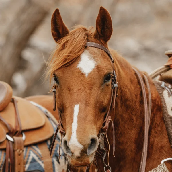headstall