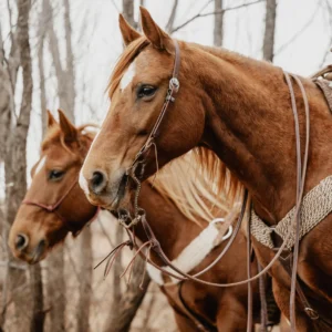 double stitched latigo split rein