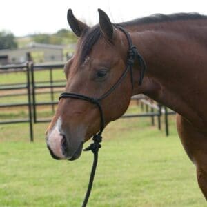 cheap inexpensive rope halter canada
