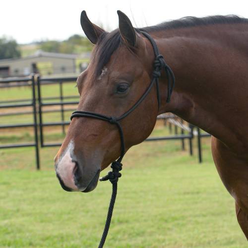 cheap inexpensive rope halter canada