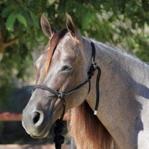 Rope Halter with 10' Lead - HR-BLA/TAN